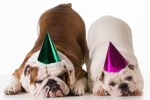 birthday dog - two english bulldogs wearing birthday hats on white background