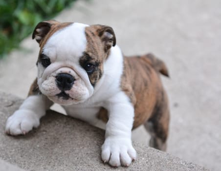 english bulldog puppy climbing up on cement stairs