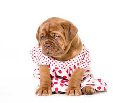female puppy - dogue de bordeaux wearing a dress - 4 weeks old