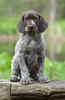 german shorthaired pointer puppy sitting on a log