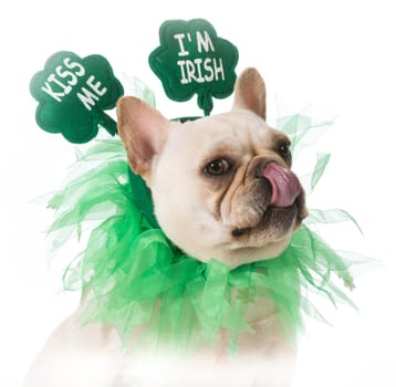 St Patricks Day dog - french bulldog