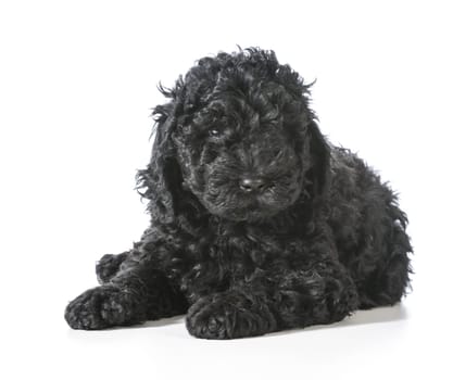 cute barbet puppy laying down looking at viewer