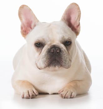 french bulldog puppy laying down on white background