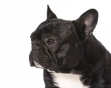 french bulldog portrait - one year old male