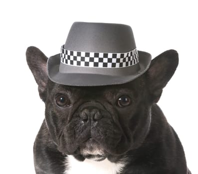 french bulldog wearing fedora hat