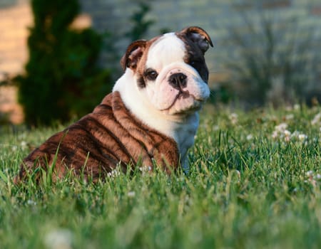 cute english bulldog puppy sitting in the grass