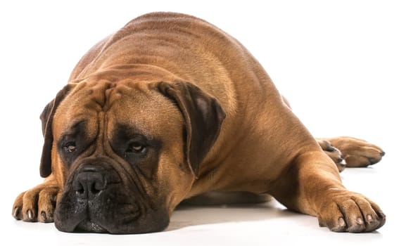 bullmastiff male laying down on white background