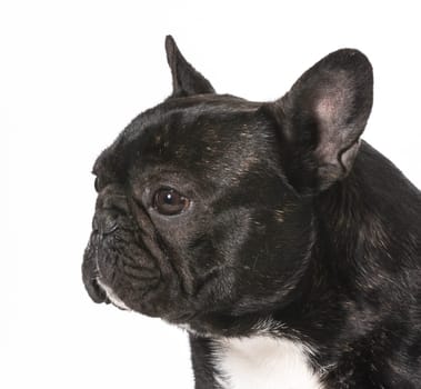french bulldog male - one year old