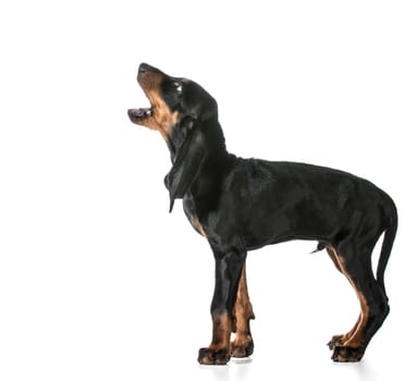 dog barking - black and tan coonhound barking isolated on white