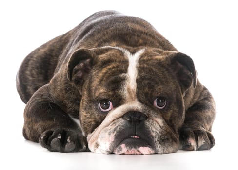 english bulldog with worried expression on white background