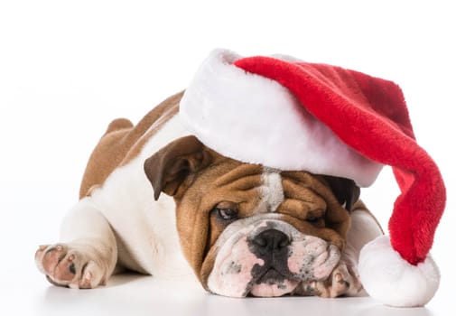 christmas dog - english bulldog puppy wearing santa hat on white background