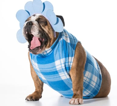 dog with funny expression wearing coat and matching headband on white background - english bulldog