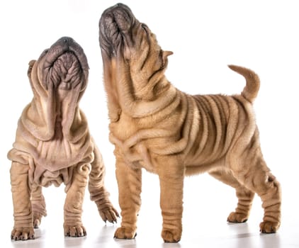 two chinese shar pei puppies isolated on white background - 4 months old
