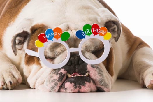 english bulldog wearing birthday glasses on white background