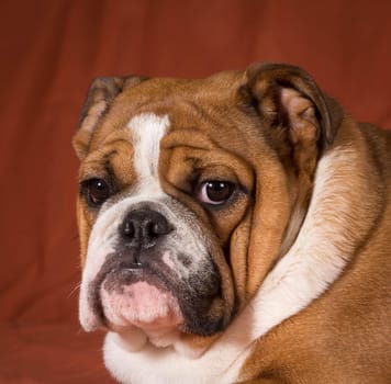 english bulldog puppy portrait