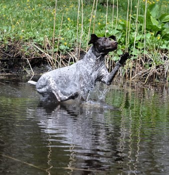 german shorthaired pointer jumping into the river