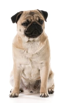grumpy dog - pug with grouchy expression isolated on white background
