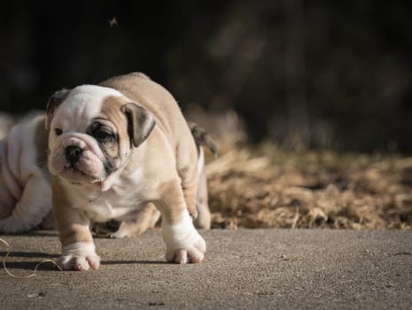english bulldog puppy playing outside - 6 weeks old