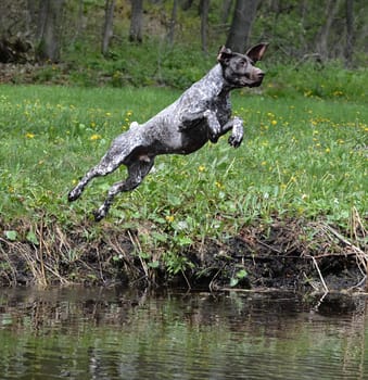 german shorthaired pointer jumping into the river