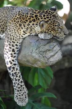 A close up shot of an African Leopard