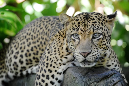 A close up shot of an African Leopard