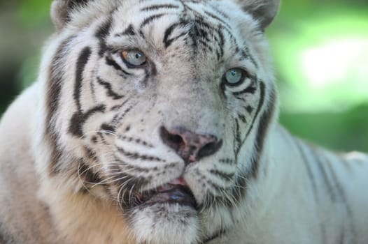 A close up shot of a white Tiger