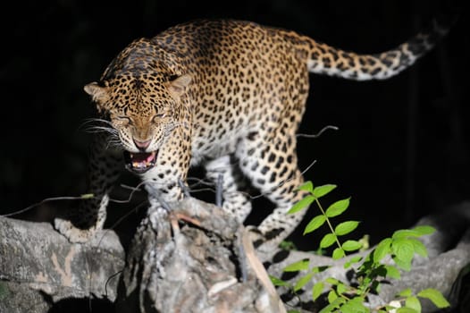 A close up shot of an African Leopard