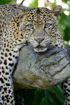 A close up shot of an African Leopard