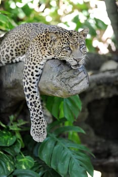 A close up shot of an African Leopard