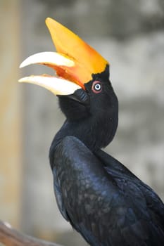 A close up shot of a wild Hornbill