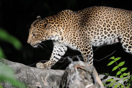 A close up shot of an African Leopard