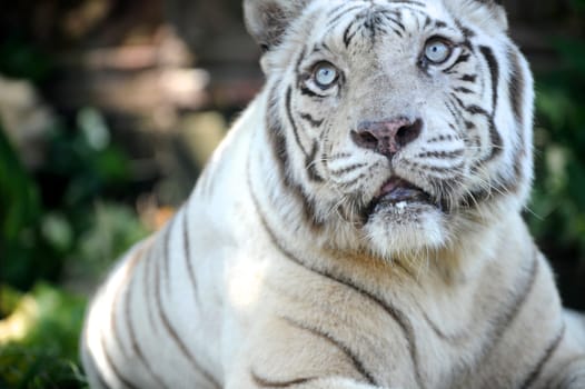 A close up shot of a white Tiger