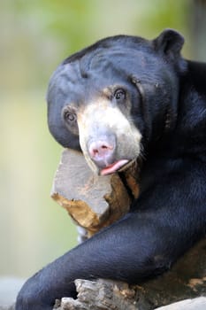 A close up shot of a wild Sun Bear