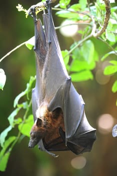 A close up Shot of an Australian Flying Fox