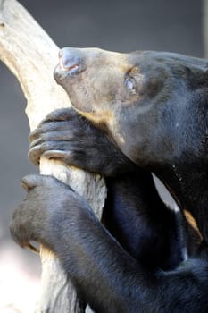 A close up shot of a wild Sun Bear
