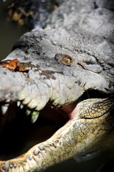 A close up shot of a wild Crocodile