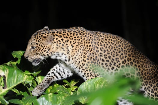 A close up shot of an African Leopard
