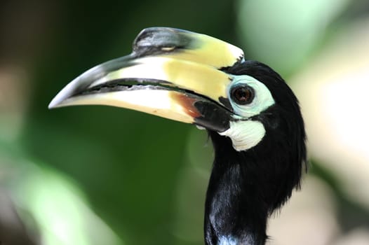 A close up shot of a wild Hornbill