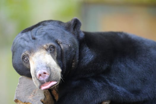 A close up shot of a wild Sun Bear
