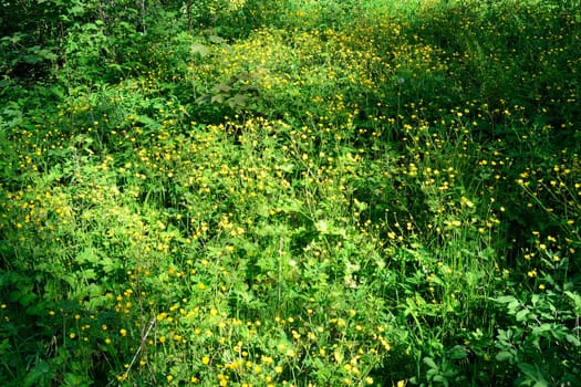 Grass field with plants and flowers