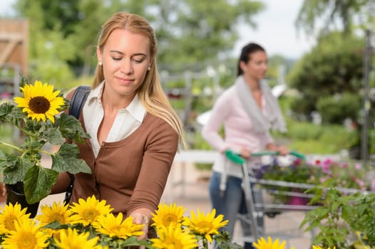 Woman customer choosing potted sunflower in garden center