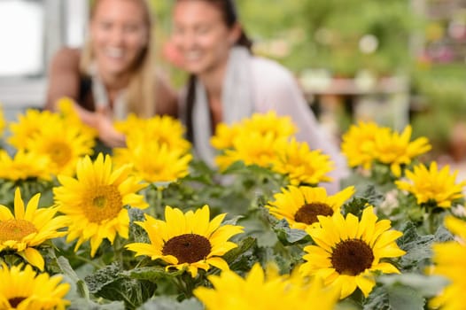Focus on sunflower flowerbeds two woman smiling in background