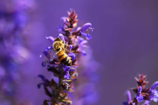 Honey bee