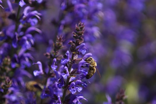 Honey bee