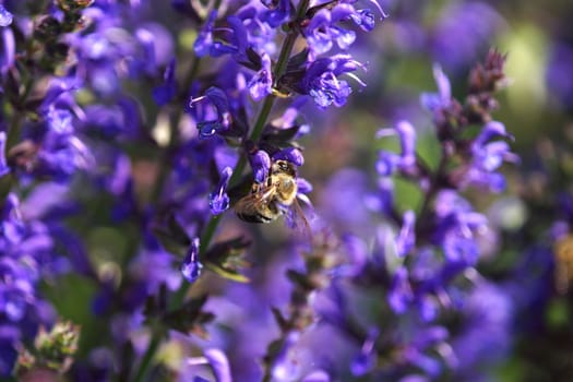 Honey bee