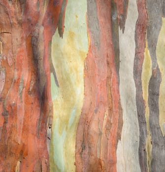 Colorful abstract pattern of Eucalyptus deglupta tree bark