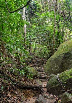 Hiking trail through rainforest, Thailand