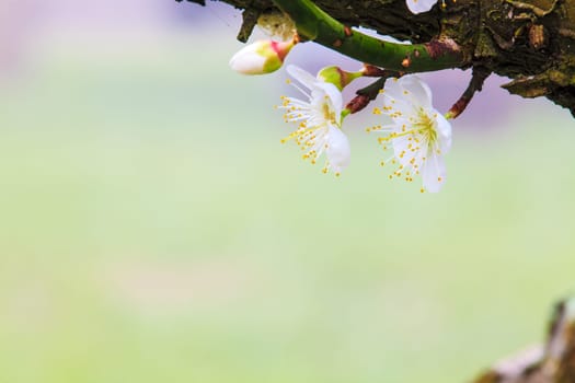 Plum beautiful garden in the sun for adv or others purpose use