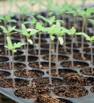 Young plant in nursery