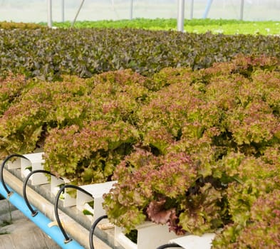 Hydroponics red leaf lettuce vegetable